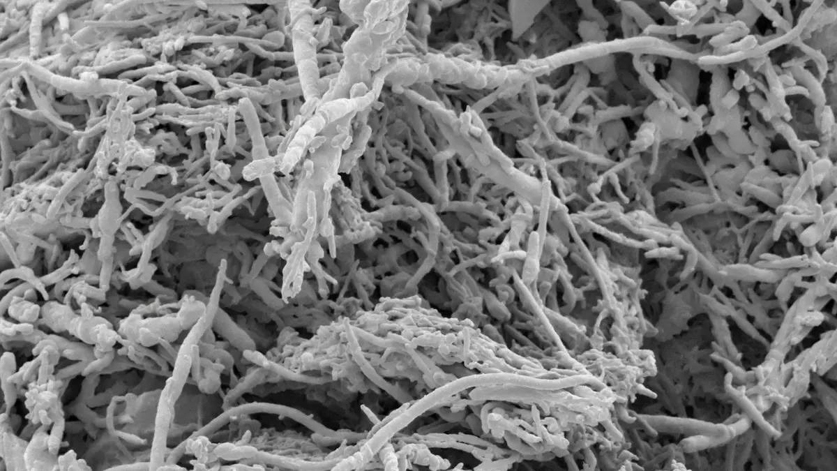 Microscopic view of tangled cellulose fibers extracted from peanut peels.