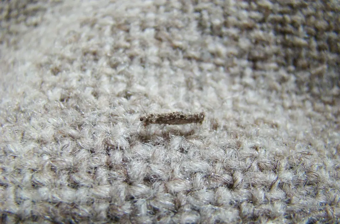 Small brown larva-like object resting on textured natural-fiber fabric.